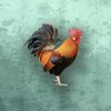 大师兄影视